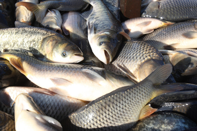 1702617276374794.jpg 淡水魚.jpg